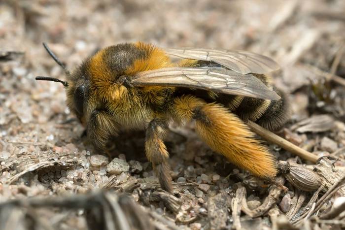 Pantaloon Bee (Dasypoda hirtipes)