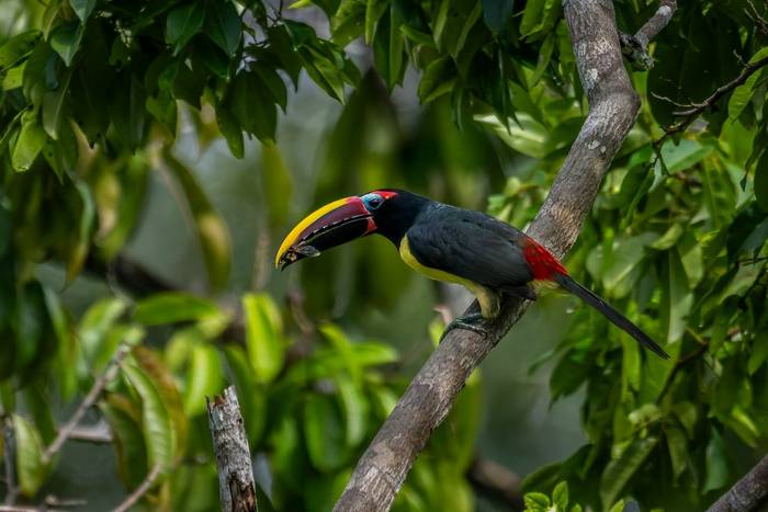 Green Aracari © A J Bradshaw, March 2026 tour