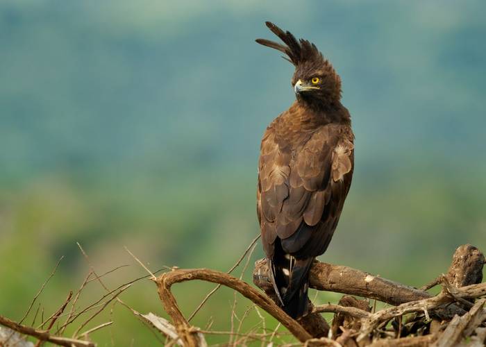 Long-crested Eagle, Ethiopia shutterstock_2400000625.jpg