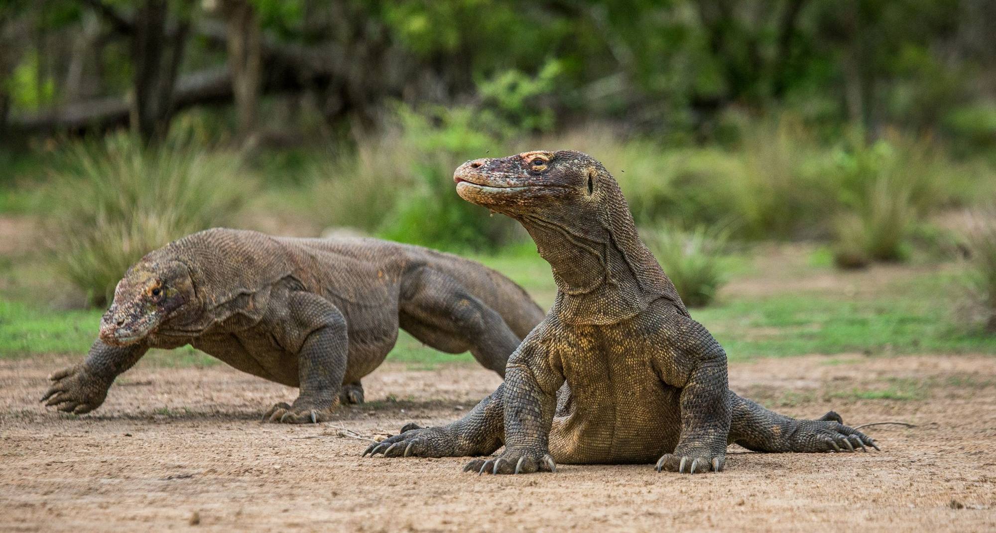 Tropical Wildlife Cruises in 2025/26