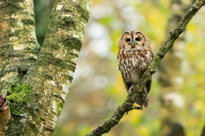 Tawny owl Strix aluco (captive), adult male, perched on branch in woodland, Hawk Conservancy Trust, Hampshire, UK in November.