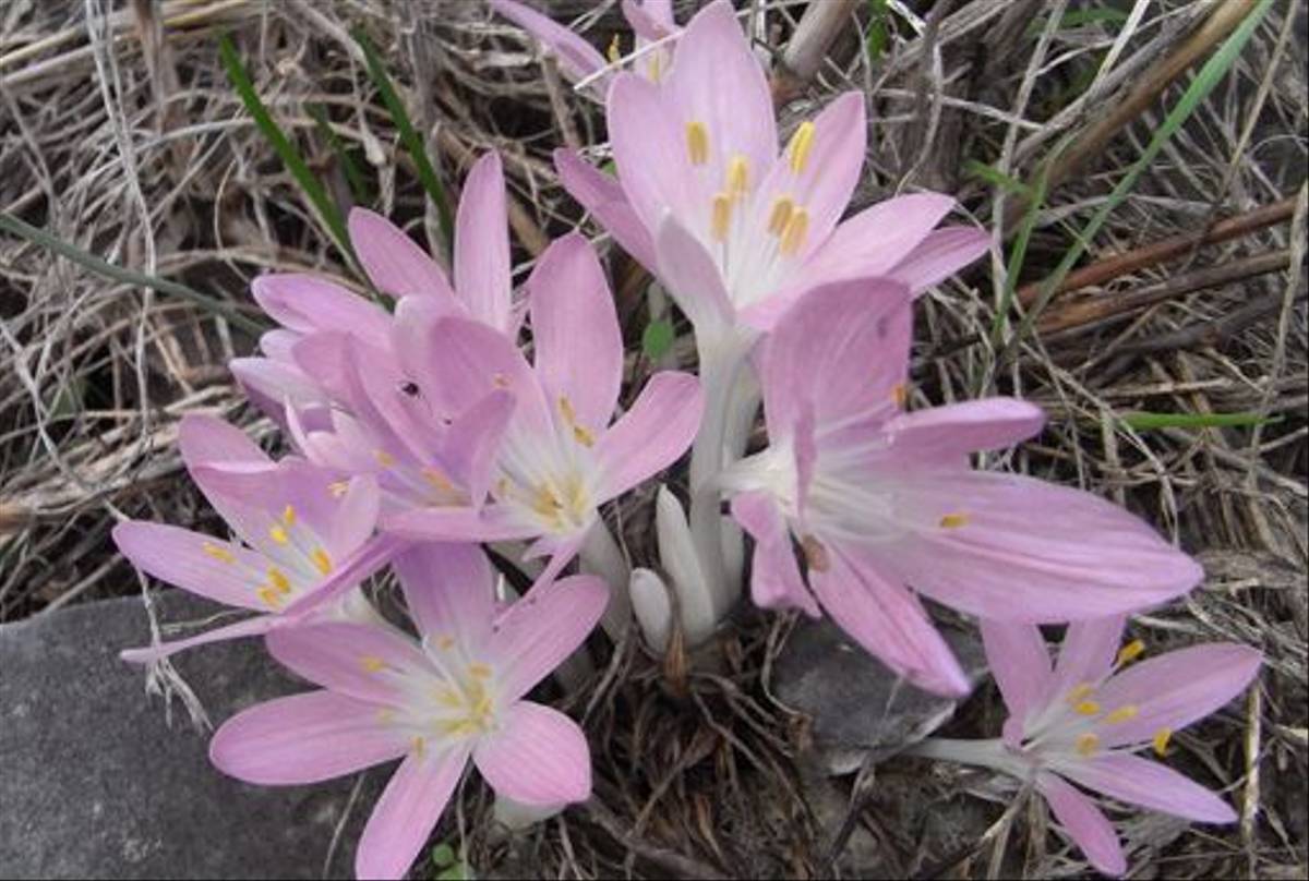 Colchicum parletoris (Andrew Radgick)