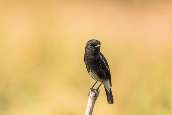 Pied Bush Chat Shutterstock 493212004