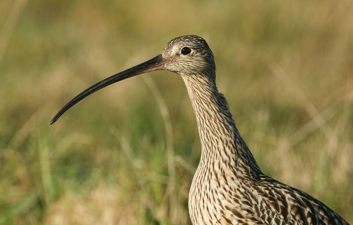 Curlew, UK shutterstock_660528664.jpg
