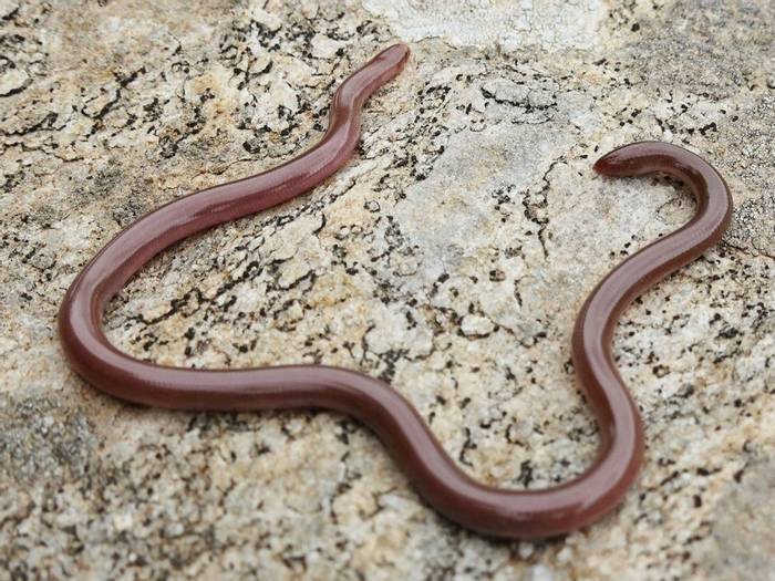 Worm Snake (Xerotyphlops vermicularis)