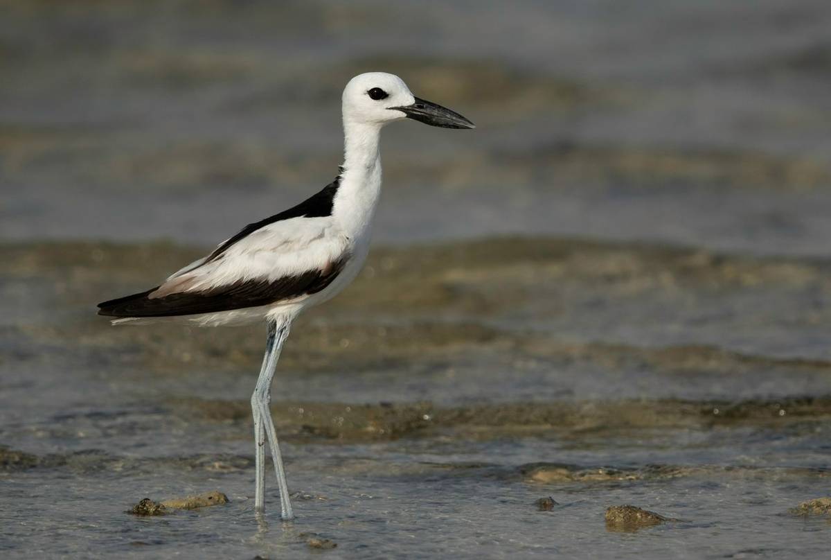 Crab Plover