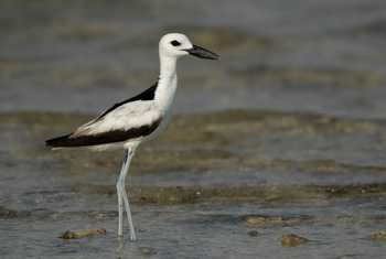 Crab Plover