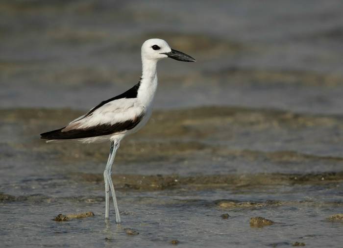 Crab Plover