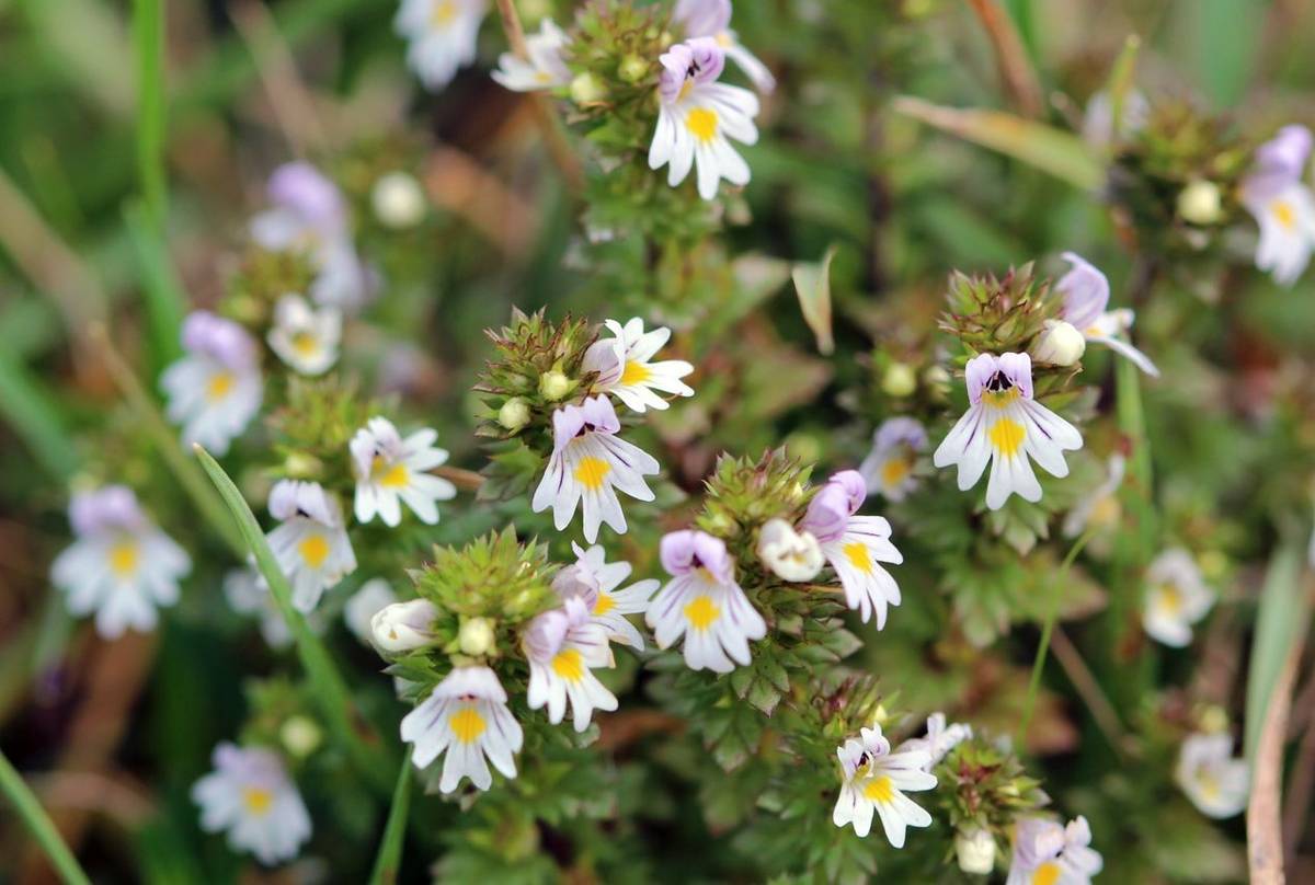 Eyebright shutterstock_1031581288.jpg