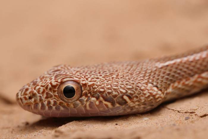 Diadem Snake (Spalerosophis dolichosphilus) © Dan Kane, May 2024 tour