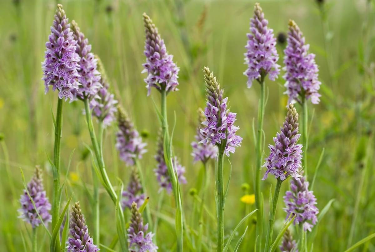 Common Spotted Orchids