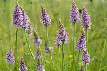 Common Spotted Orchids