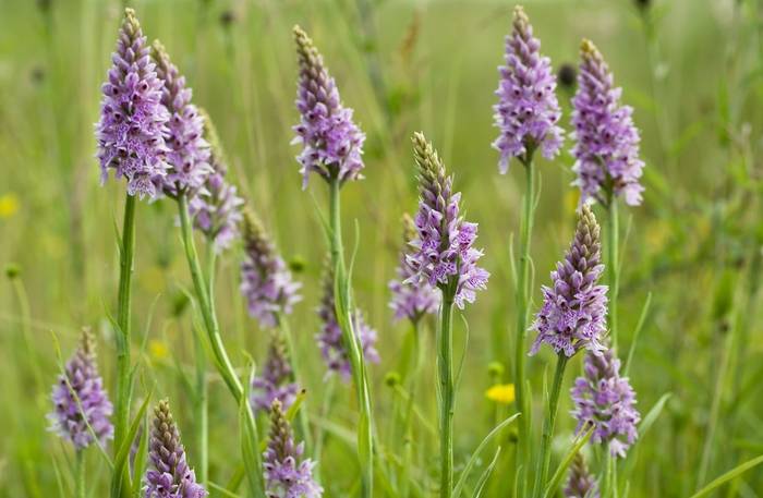 Common Spotted Orchids