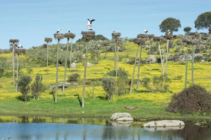 White Storks, Extremadura, Spain shutterstock_1239700909.jpg