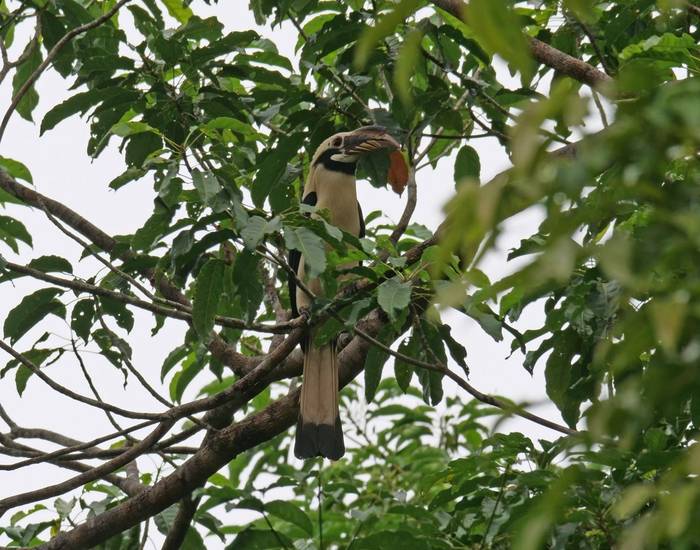 Samar Hornbill (Bohol)