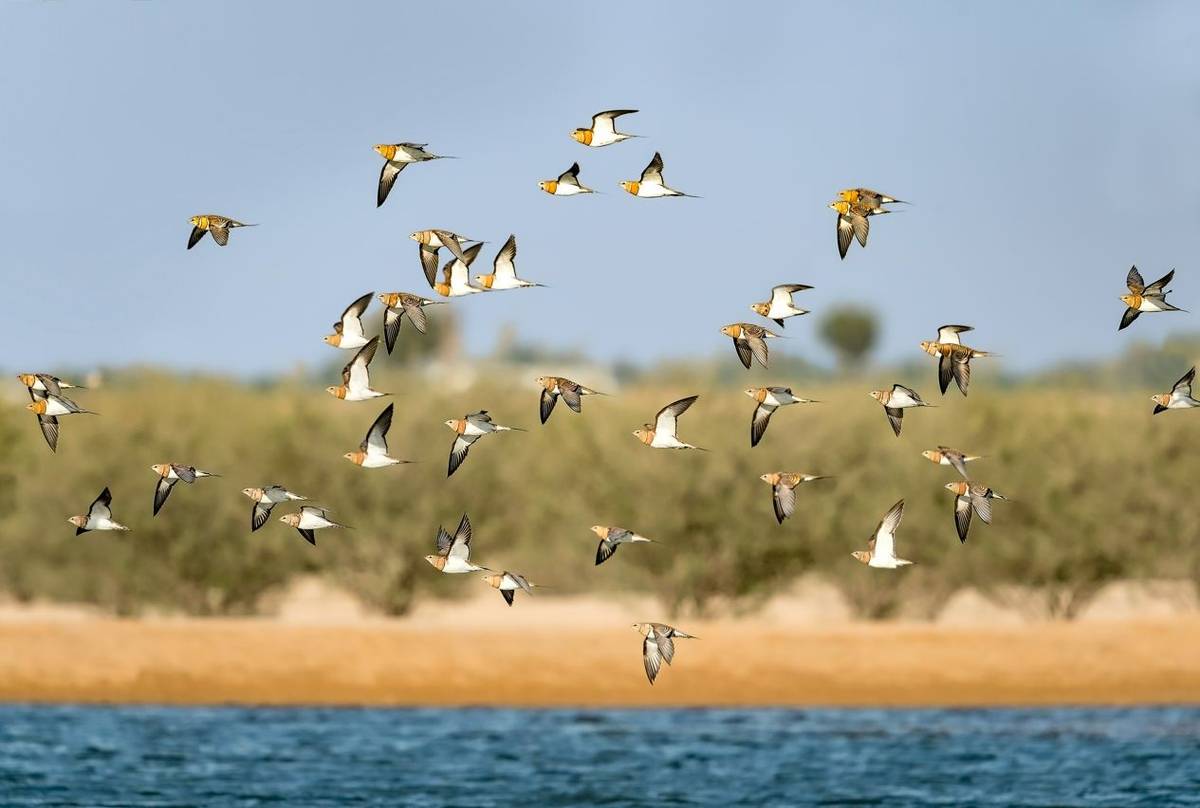 Pin-tailed Sandgrouse shutterstock_480091342.jpg