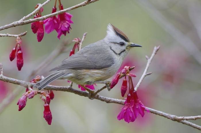 Taiwan Yuhina © participant Alex Kozlenkov, March 2025