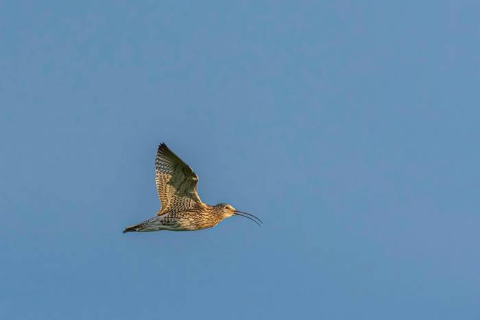 Curlew shutterstock_1430523368.jpg