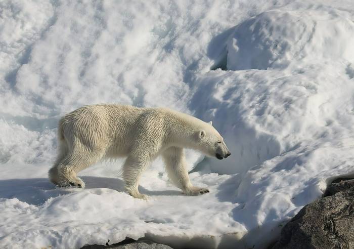 Polar Bear, Spitsbergen © Matt Eade