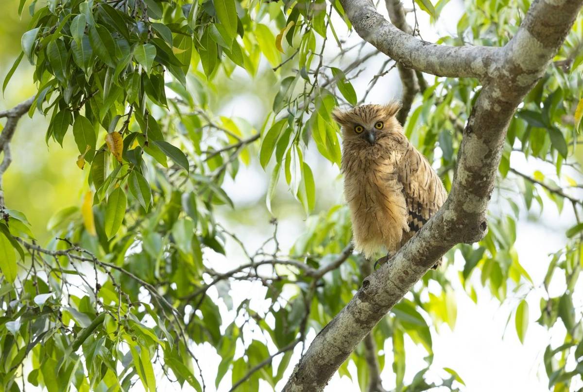 Buffy Fish Owl, Khao Yai National Park, Nakhon Ratchasima, Thailand (Oliver Smart)