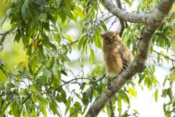 Buffy Fish Owl, Khao Yai National Park, Nakhon Ratchasima, Thailand (Oliver Smart)