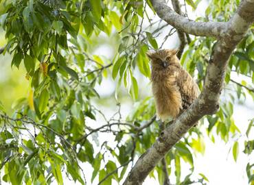 Thailand's Birds & Mammals - A Photographer's Paradise