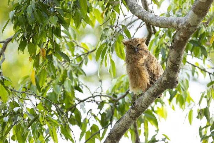 Buffy Fish Owl, Khao Yai National Park, Nakhon Ratchasima, Thailand (Oliver Smart)