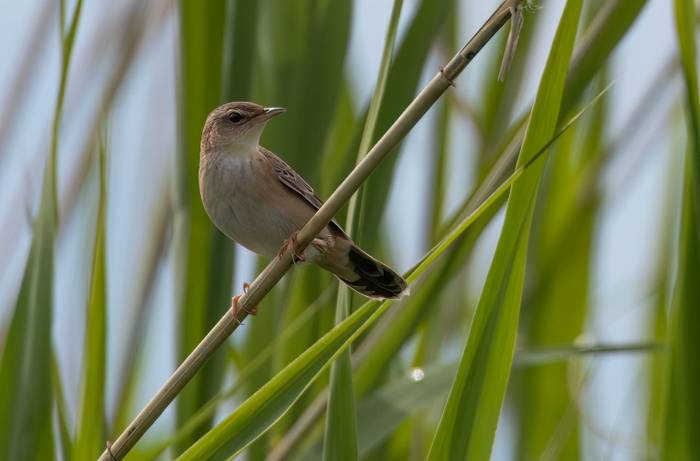 Pallas's Grasshopper Warbler © Chris Griffin, May 2025