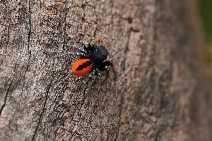 Red-bellied Jumping Spider © Dave Jackson, April 2024 tour