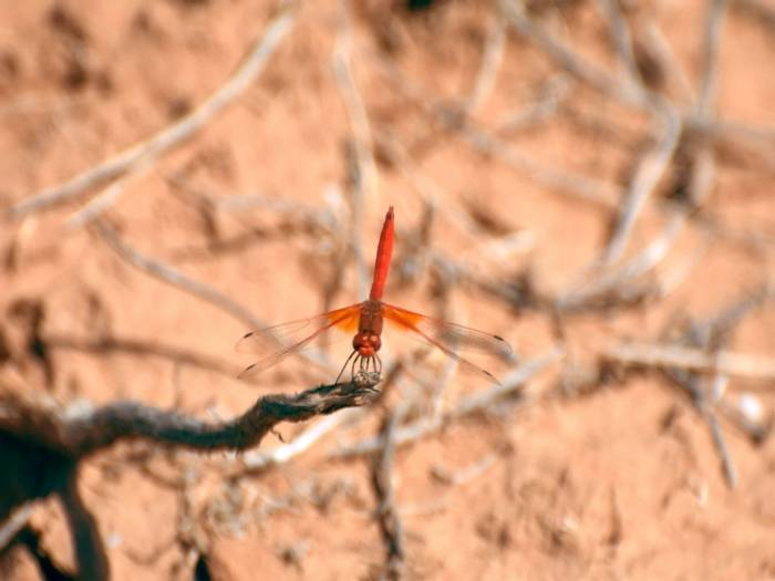 Orange-winged Dropwing (Trithemis kirbyi) © Neil Taylor, September 2023