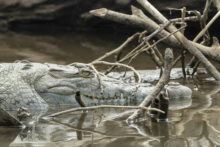 American Crocodile, Laguna de Lagarto, Costa Rica, 4 April 2022 KEVIN ELSBY FRPS.jpg