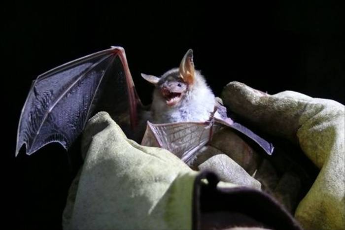 Greater Mouse-eared Bat (Roy Taylor)