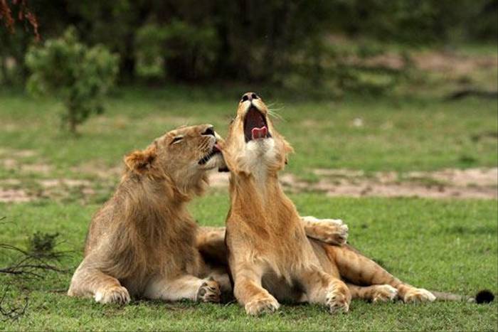 Lion brothers (Bret Charman)