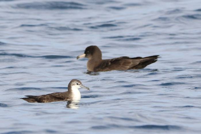 Flesh-footed & Persian shearwaters © Tim Young, November 2024 tour