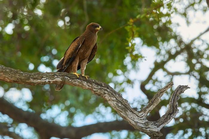 Wahlberg’s Eagle