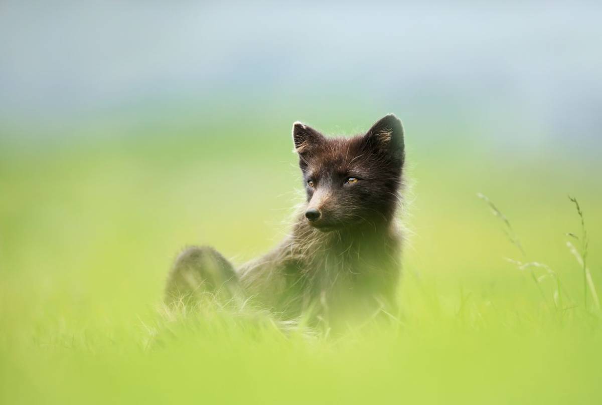 Arctic Fox, Iceland shutterstock_1392232490.jpg