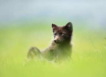 Iceland's Westfjords - In Search of the Arctic Fox
