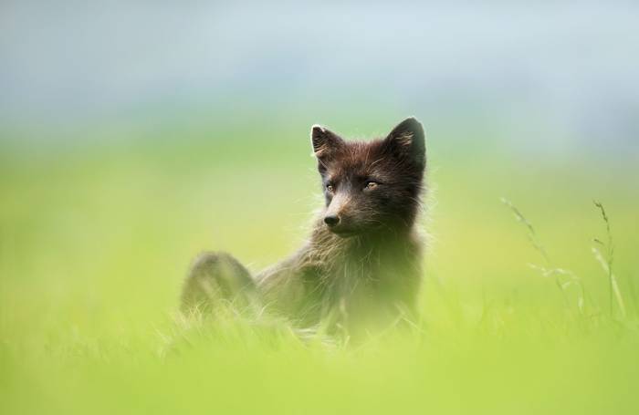 Arctic Fox, Iceland shutterstock_1392232490.jpg
