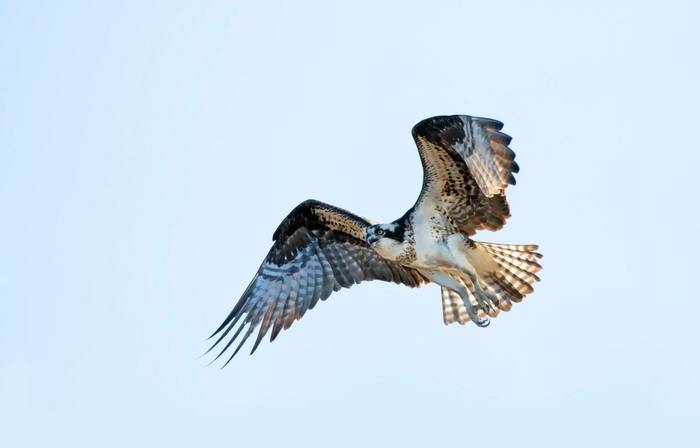 Osprey shutterstock_1374234359.jpg