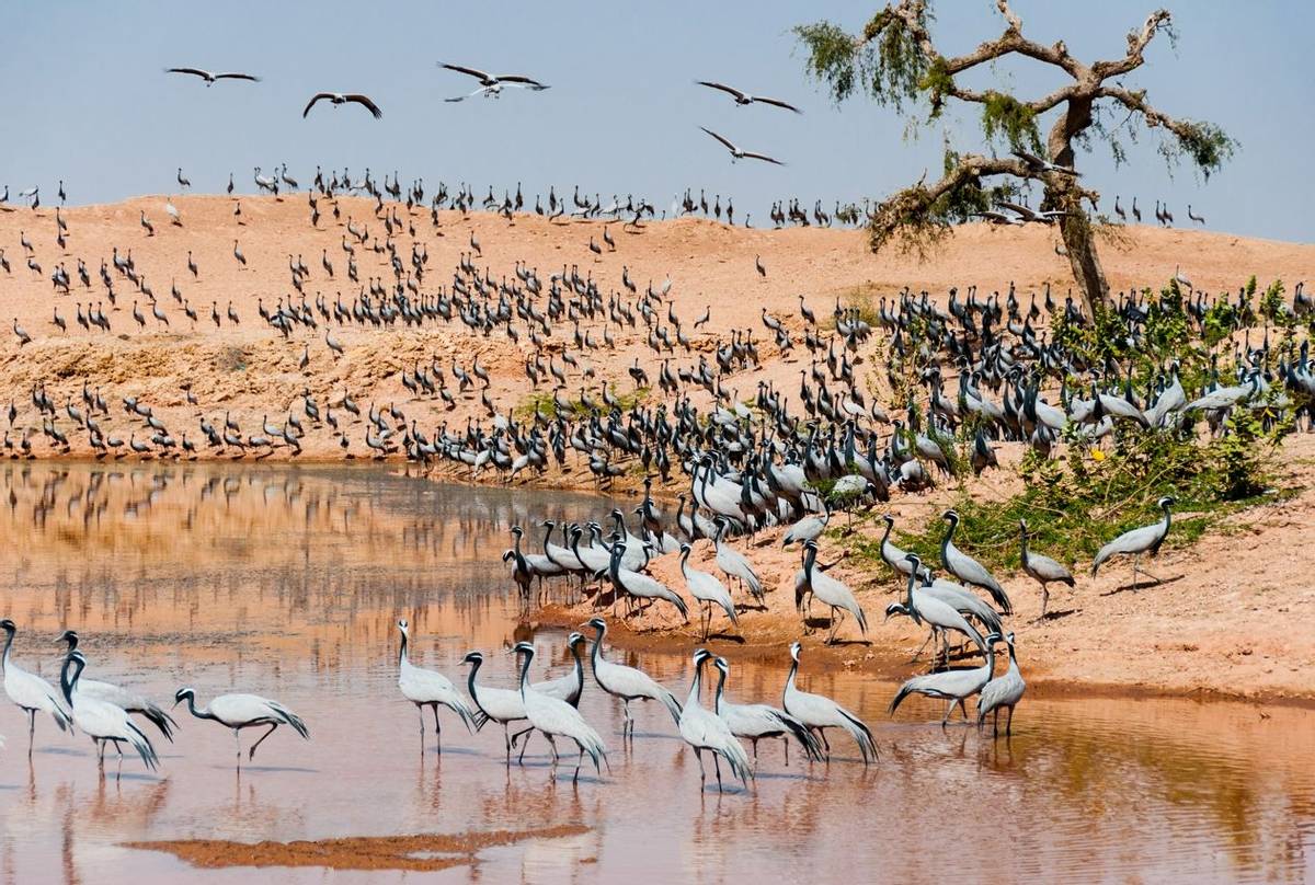 Demoisille cranes Rajasthan