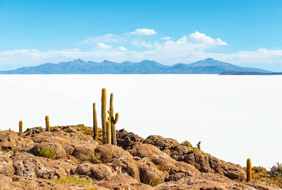 Giant Atacama Cactus (Echinopsis atacamensis) on Incahuasi Island, Bolivia