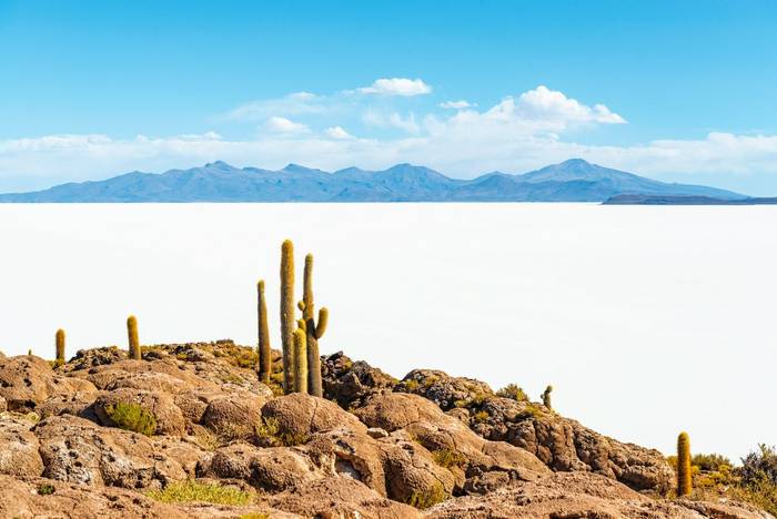Giant Atacama Cactus (Echinopsis atacamensis) on Incahuasi Island, Bolivia