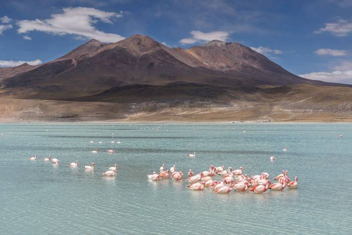 James' Flamingoes feeding in Laguna Hedionda, Bolivia