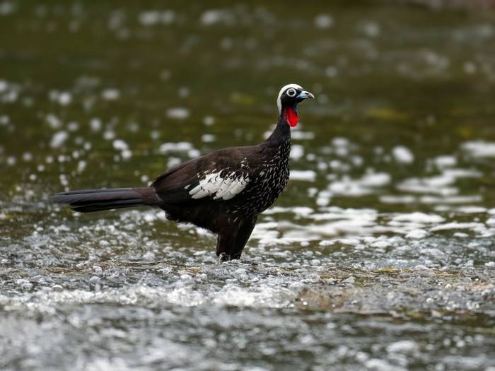 Black-fronted Piping Guan, Paraguay shutterstock_2563566279.jpg