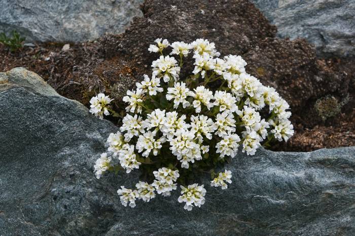 Matterhorn Pennycress (Thlaspi alpinum subsp. sylvium)