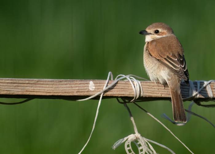 Female Red-backed Shrike © Chris Griffin, May 2025.jpg