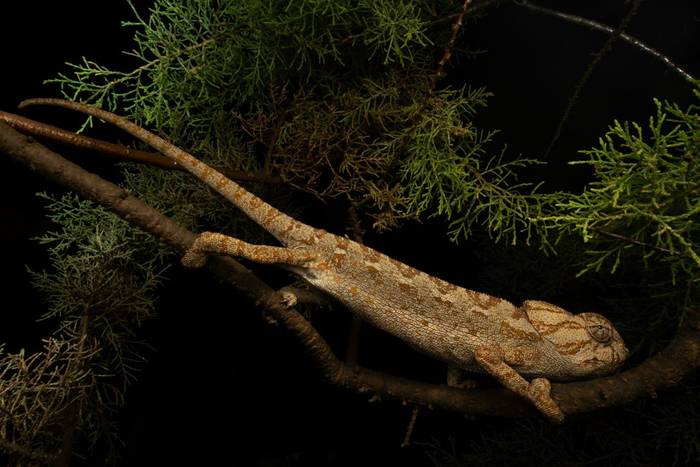 Mediterranean Chameleon (Chamaeleo chamaeleon) © Simone Giachello, May 2025 tour