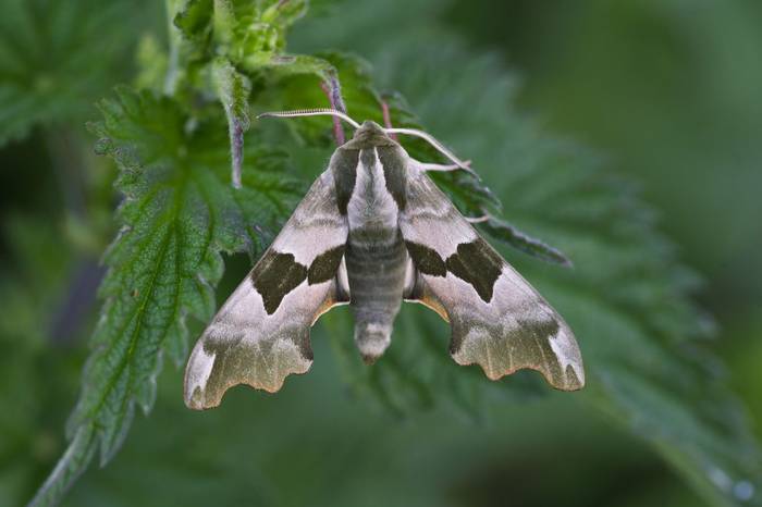 Lime Hawk-moth © Josh Phangurha