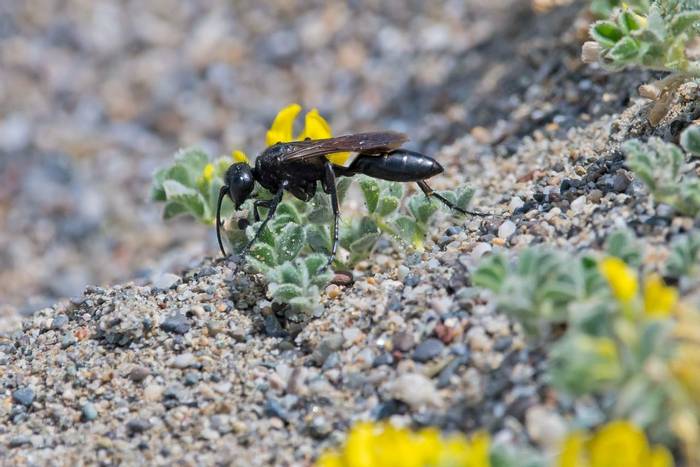 parasitic digger wasp sp (Mike Vickers)