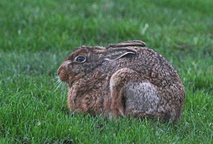 Brown Hare, Neil McMahon.jpg